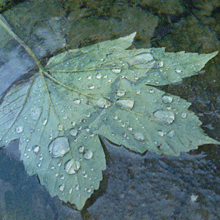 leaf in the rain