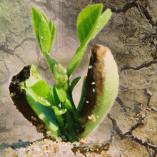 seedling image